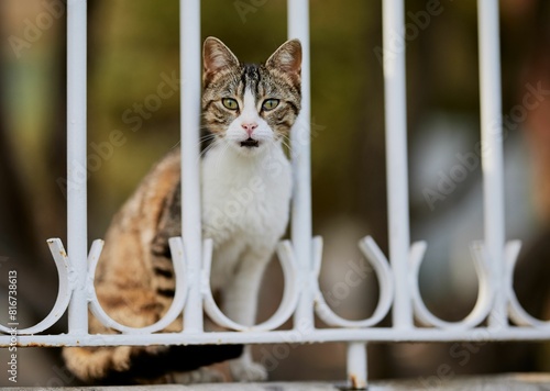 Obraz na płótnie Closeup shot of an adorable stray cat gazing through a metal white fence