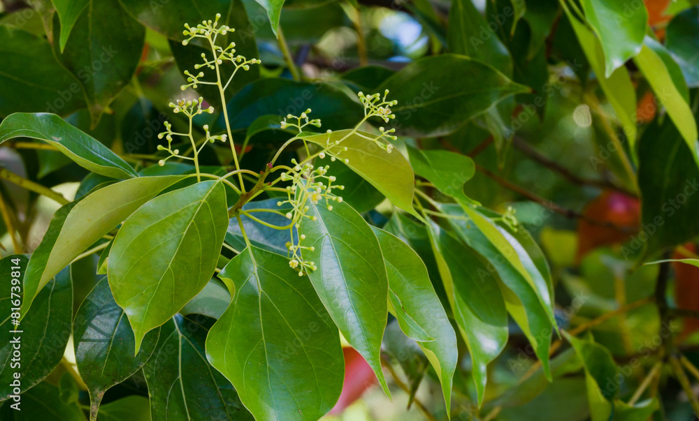 Close-up of blossom of camphor tree (Cinnamomum camphora) common camphor wood or camphor laurel with evergreen leaves in Arboretum Park Southern Cultures in Sirius (Adler) Sochi. Close-up of blossom of camphor tree (Cinnamomum camphora) common camphor wood or camphor laurel with evergreen leaves in Arboretum Park Southern Cultures in Sirius (Adler) Sochi.