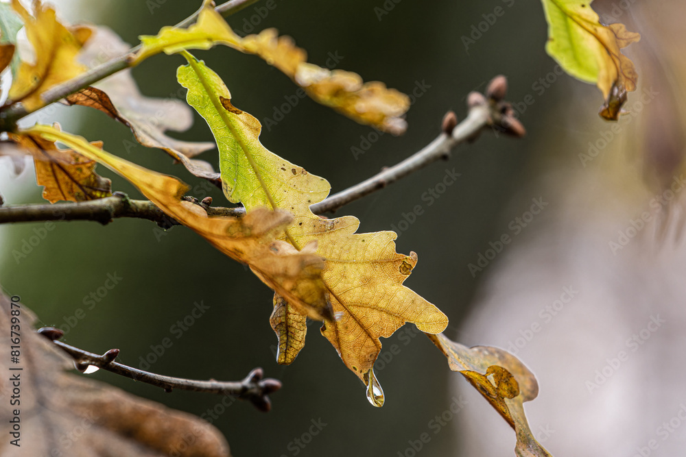 Stunning autumnal scene of an orange and yellow leafed branch against a blurred backdrop Stunning autumnal scene of an orange and yellow leafed branch against a blurred backdrop