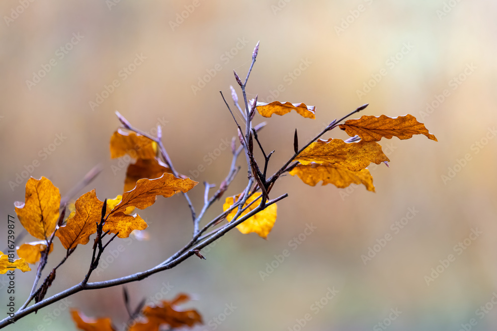 Stunning autumnal scene of an orange and yellow leafed branch against a blurred backdrop Stunning autumnal scene of an orange and yellow leafed branch against a blurred backdrop