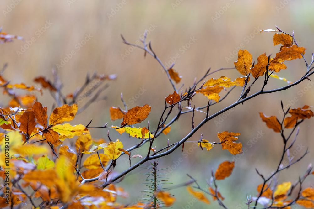 Stunning autumnal scene of an orange and yellow leafed branch against a blurred backdrop Stunning autumnal scene of an orange and yellow leafed branch against a blurred backdrop