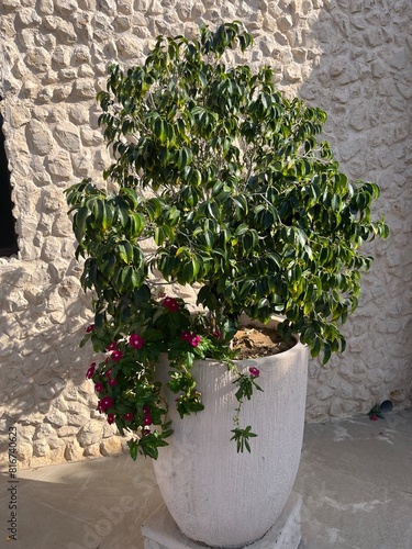 plant in a pot