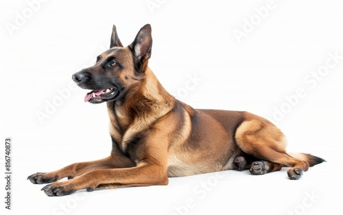 A Belgian Malinois dog lies down gracefully on a white background  its gaze fixed off-camera  embodying both the breed s elegance and attentiveness..