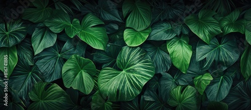 A nature themed wallpaper with tropical leaves texture and floral background providing a 21 9 copy space image for text advertising or any other content