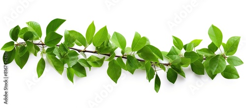 A copy space image of green leaves is presented with a white background and a clipping path included to facilitate easy selection