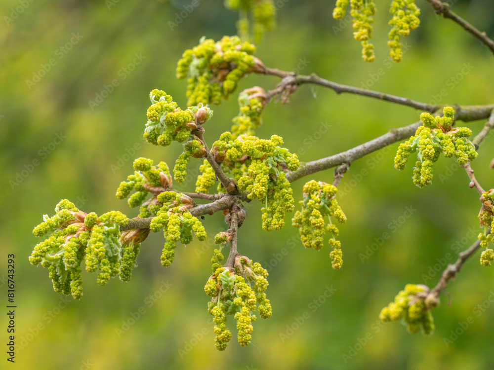 Nahaufnahme von männlichen Blütenkätzchen, die an kleinen Zweigen der Pyrenäen-Eiche (Quercus pyrenaica) hängen. Nahaufnahme von männlichen Blütenkätzchen, die an kleinen Zweigen der Pyrenäen-Eiche (Quercus pyrenaica) hängen.