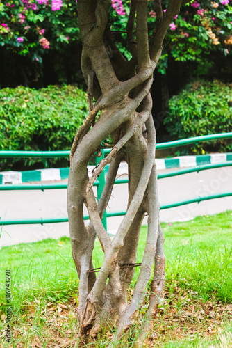 Beautiful decorative tree trunk in the park, intertwined tree trunk.