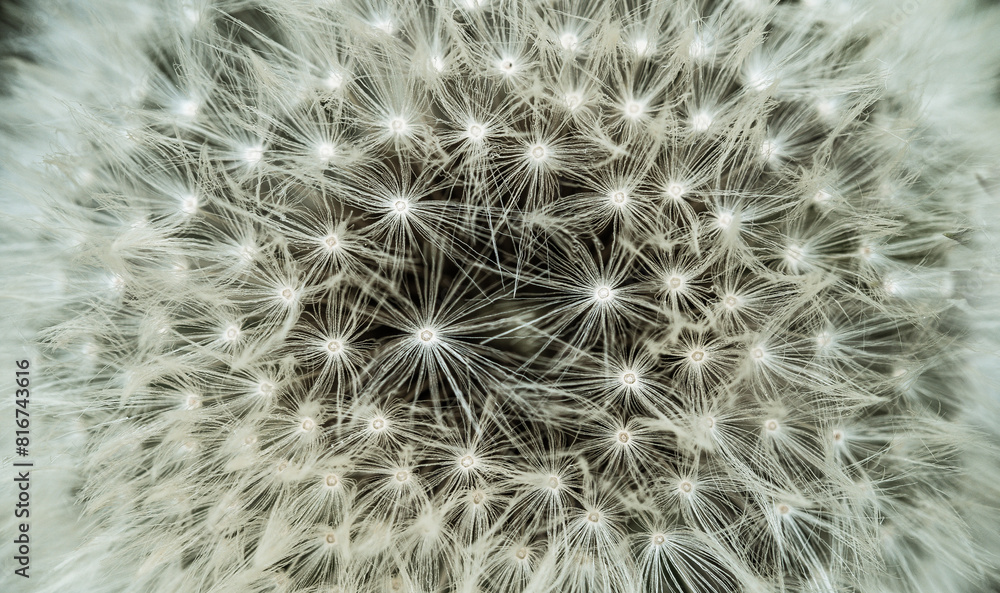 A closeup shot of dandelion seeds A closeup shot of dandelion seeds