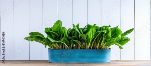 A sorrel plant is placed in...
