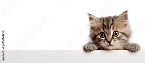 A purebred Siberian kitten photographed on a white background creating a cute and eye catching copy space image