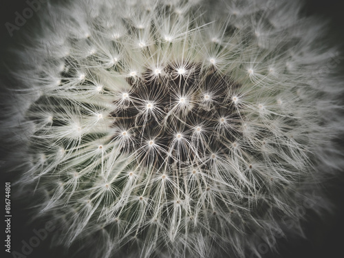 A closeup shot of dandelion seeds