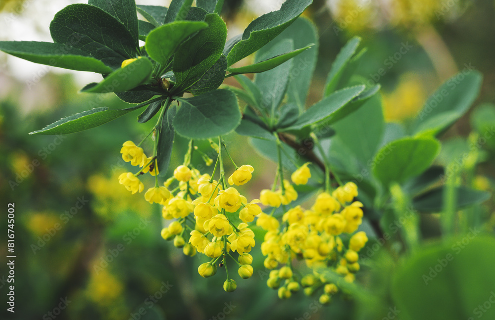 Obraz premium A branch of blooming yellow Berberis vulgaris with small hanging flowers in a summer garden. Nature wallpaper.
