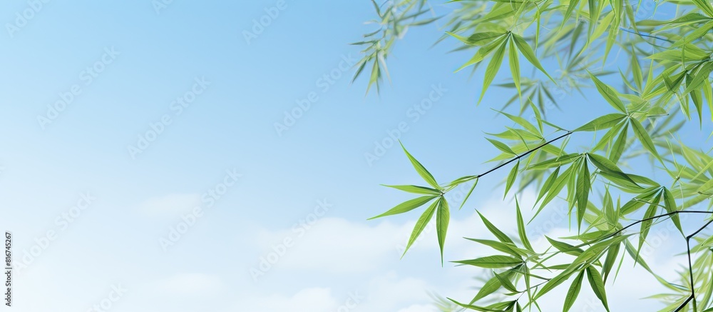 A serene copy space image showcasing bamboo leaves against a beautiful sky A serene copy space image showcasing bamboo leaves against a beautiful sky
