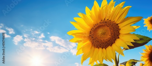 A vibrant sunflower bathed in the soft golden light of the rising sun framed perfectly against the clear blue sky The composition creates an inviting copy space image