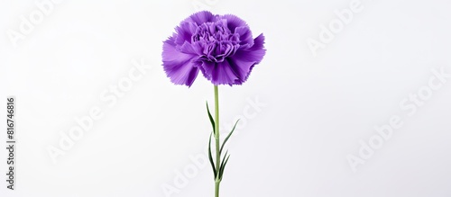 A purple carnation photogra...