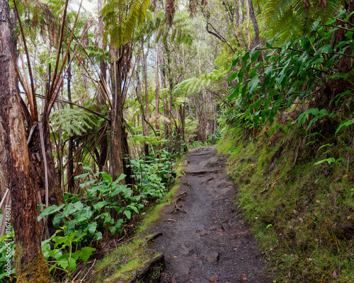 Narrow path in the forest. Volcanoes National Park on the Big Island of Hawaii, USA