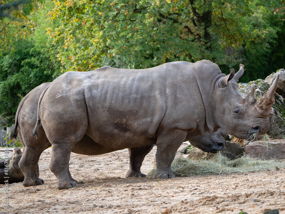 White rhinoceros stands in a spacious grassy enclosure at a zoo, grazing on hay White rhinoceros stands in a spacious grassy enclosure at a zoo, grazing on hay