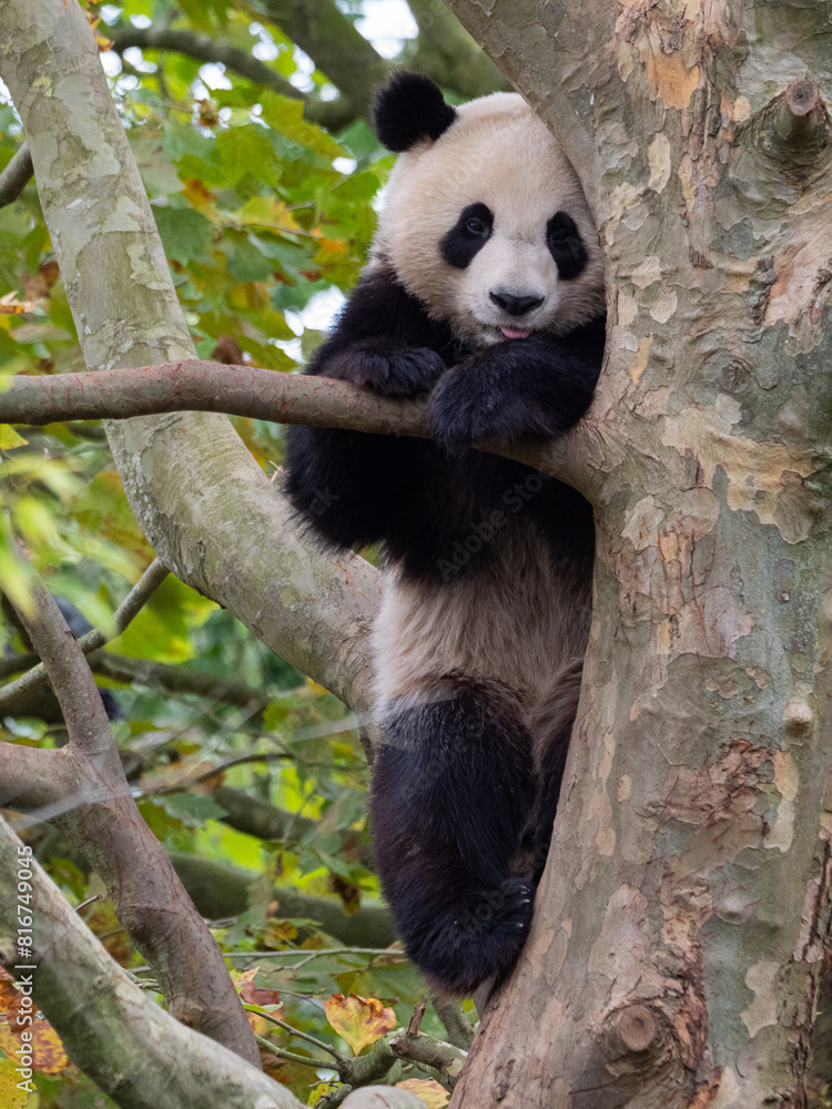 Cute panda bear on a tree in the zoo. France Cute panda bear on a tree in the zoo. France