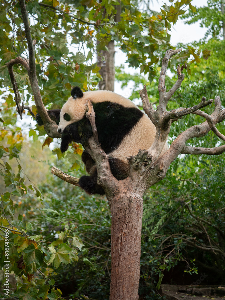 Obraz premium Cute panda bear resting on a green tree. France