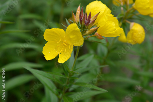 Narrowleaf evening primrose flowers photo