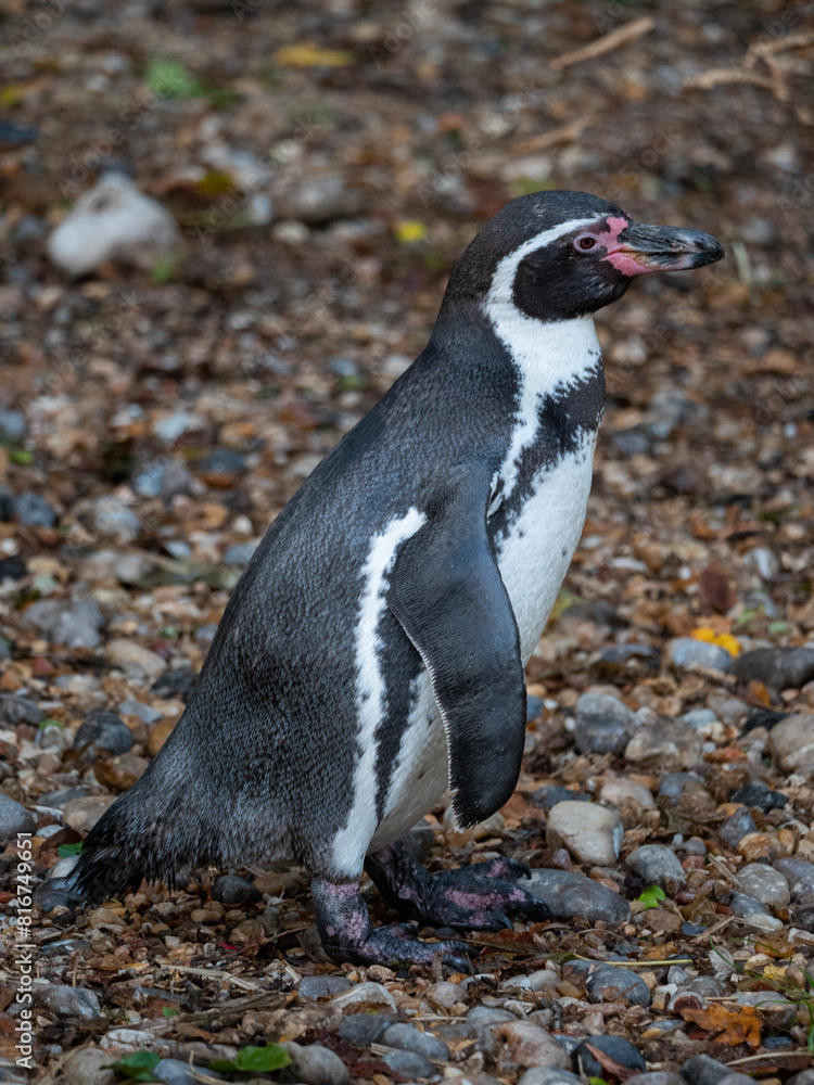 Naklejka premium Closeup shot of a Humboldt penguin in the zoo. France