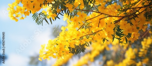 A copy space image showcasing vibrant yellow flowers in bloom from the Acacia dealbata tree