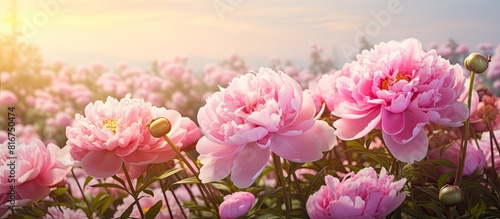 Fresh pink peonies in bloom with rain kissed pastel petals blend beautifully with the garden s blooming peonies background Copy space image provides room for appreciation