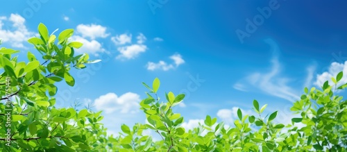 Ideal summer setting with vibrant green foliage set against a clear sunny blue sky creating a picturesque backdrop Copy space image