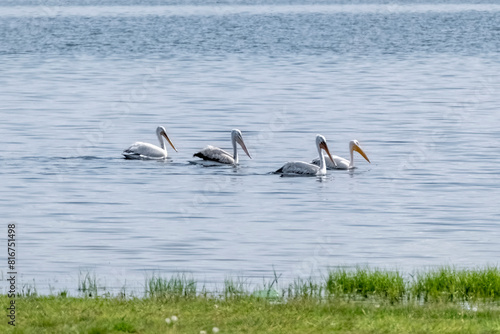 A group of Dalmatian Pelicans swim on a spring lake, Birds from the Red Book on Sorbulak Lake in Almaty, Kazakhstan.