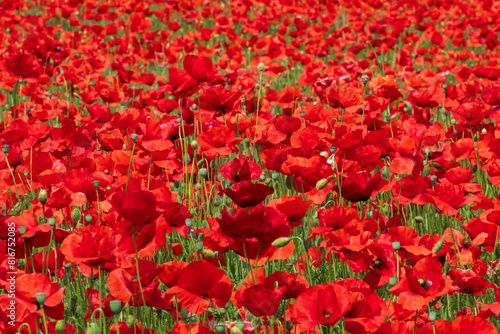 Una moltitudine di papaveri cresciuti in un campo di grano