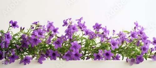 A copy space image featuring stunning violet wild flowers against a white backdrop