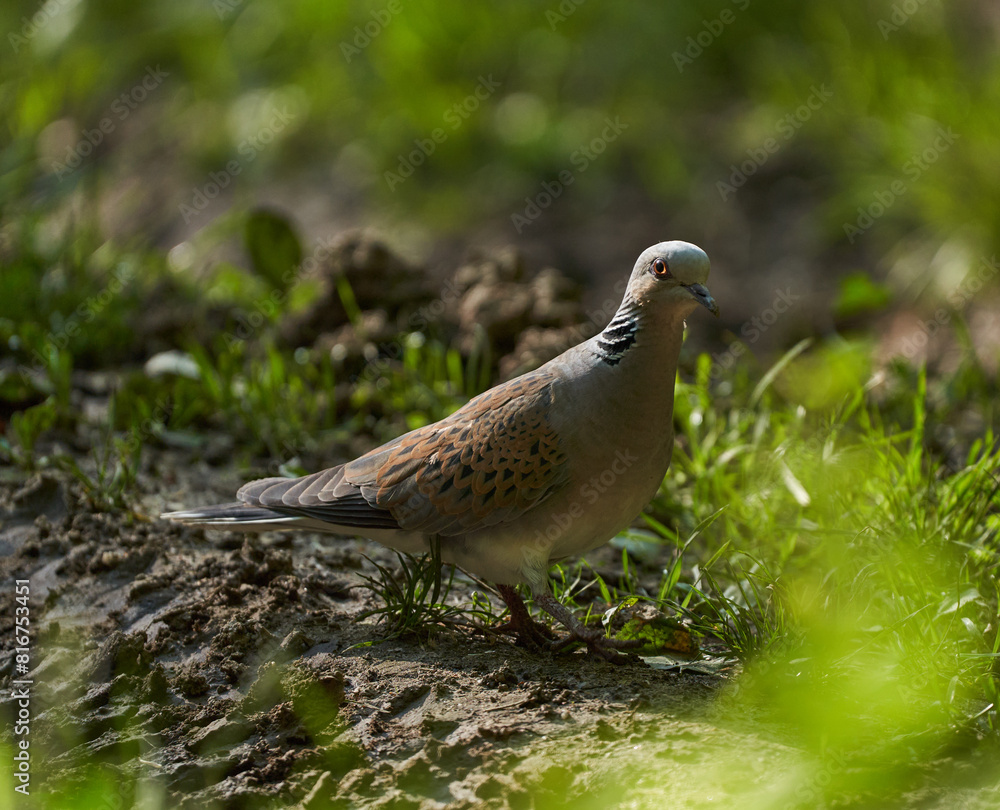 European turtle dove in the forest European turtle dove in the forest