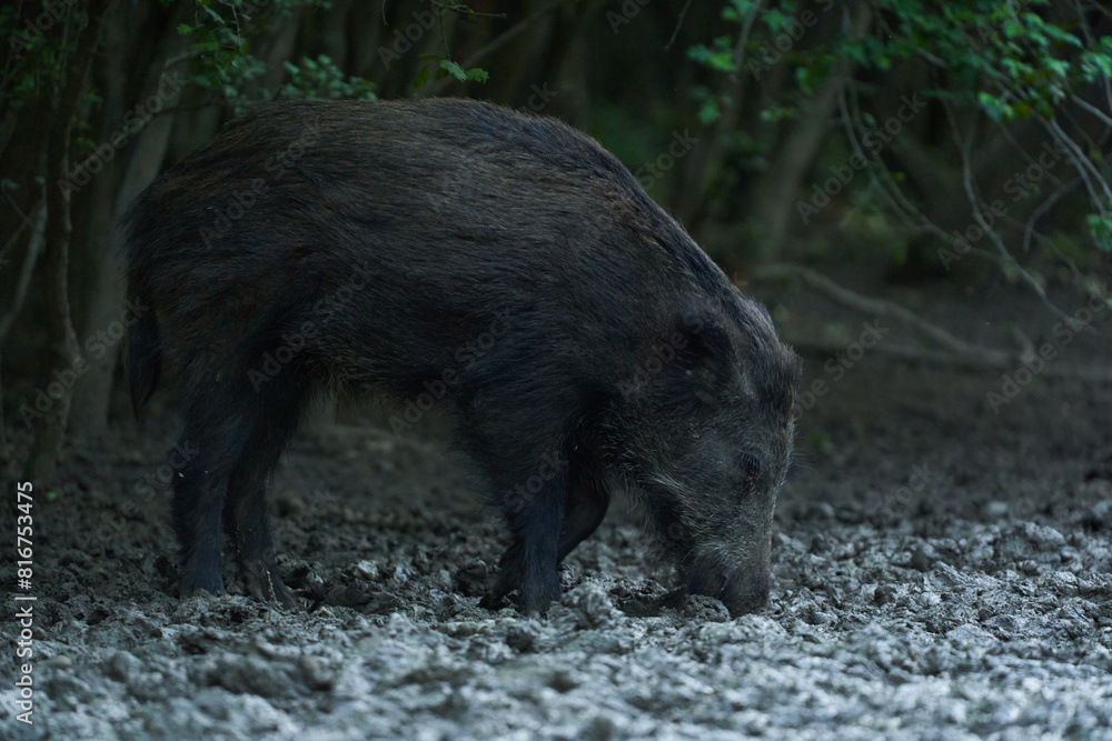 Juvenile wild hog rooting in the forest Juvenile wild hog rooting in the forest