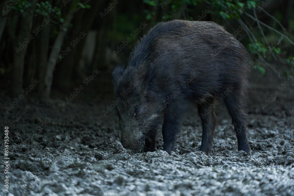 Juvenile wild hog rooting in the forest Juvenile wild hog rooting in the forest
