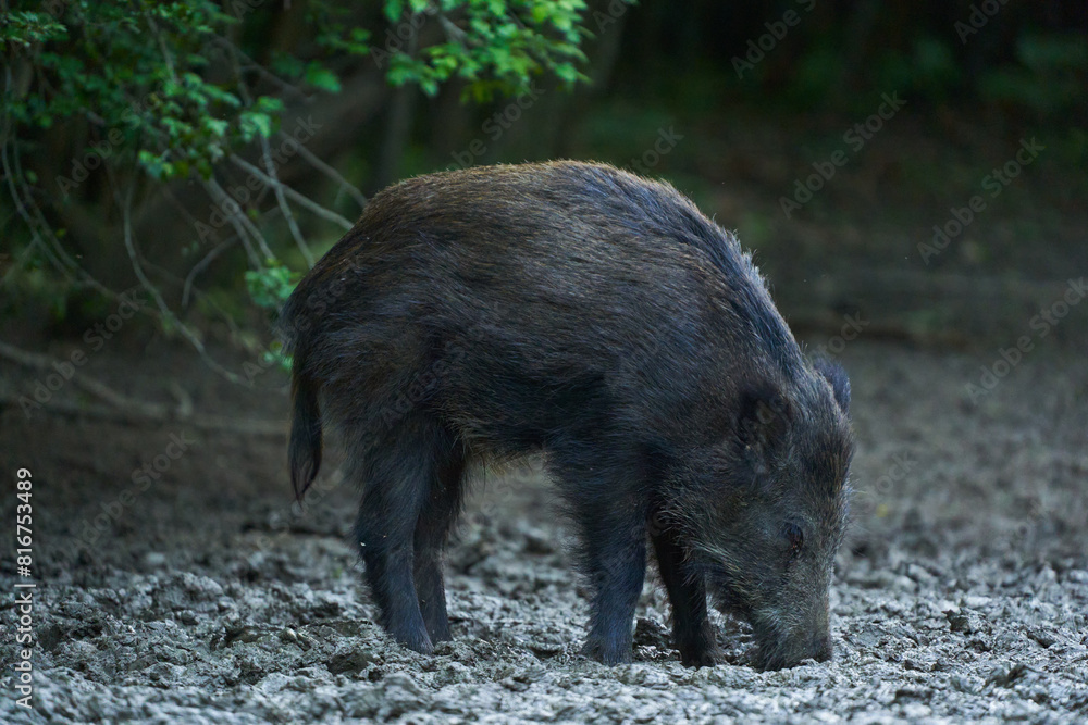 Juvenile wild hog rooting in the forest Juvenile wild hog rooting in the forest