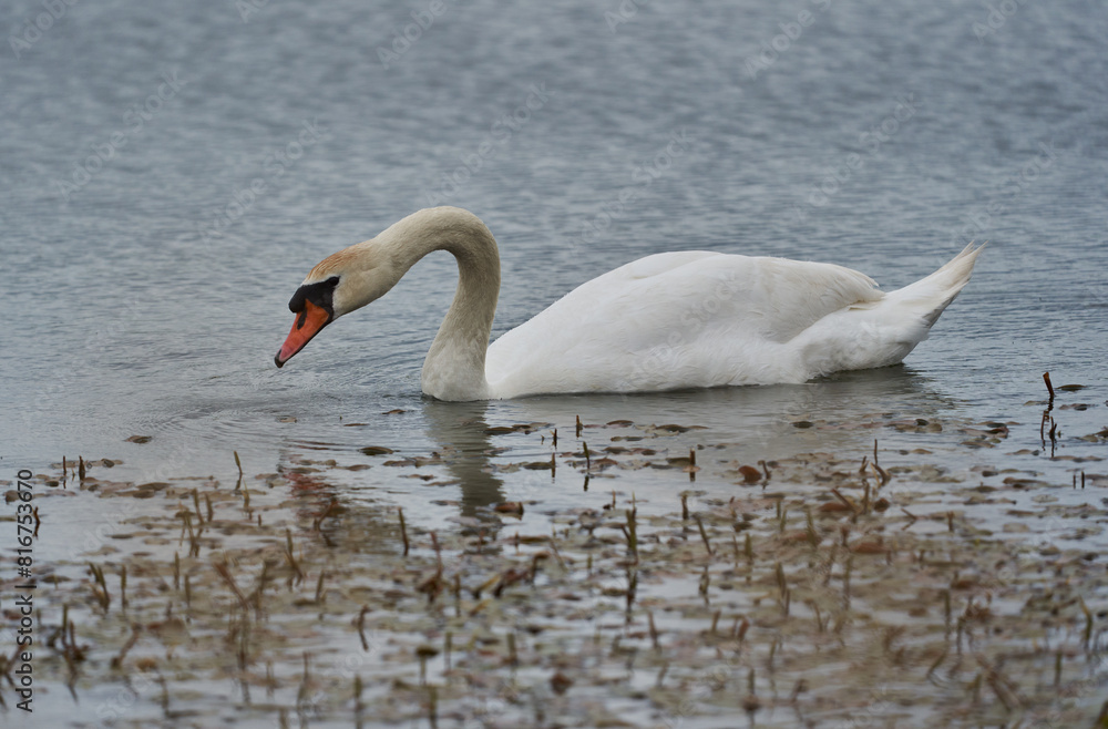 Obraz premium Swan on a lake