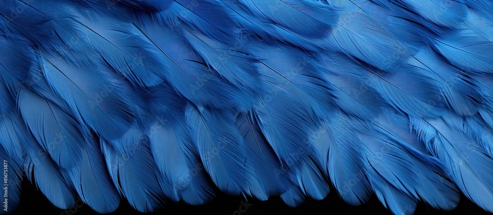 Obraz premium Texture background with a blue color chicken feather pattern allowing for copy space image