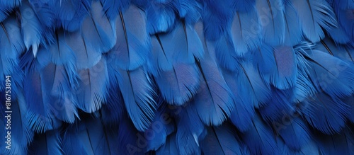 Texture background with a blue color chicken feather pattern allowing for copy space image © StockKing