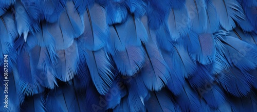 Texture background with a blue color chicken feather pattern allowing for copy space image photo