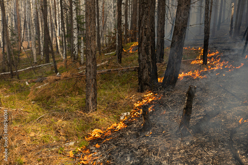 Forest natural uncontrolled ground fire. Ashes, fire and charred trees with smoke and smog in the thicket of a forest with tall tree trunks and bushes. Burnt forest.