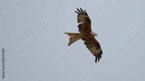 Slowmotion footage of a red kite bird of prey flying high in the blue sky on a sunny day
