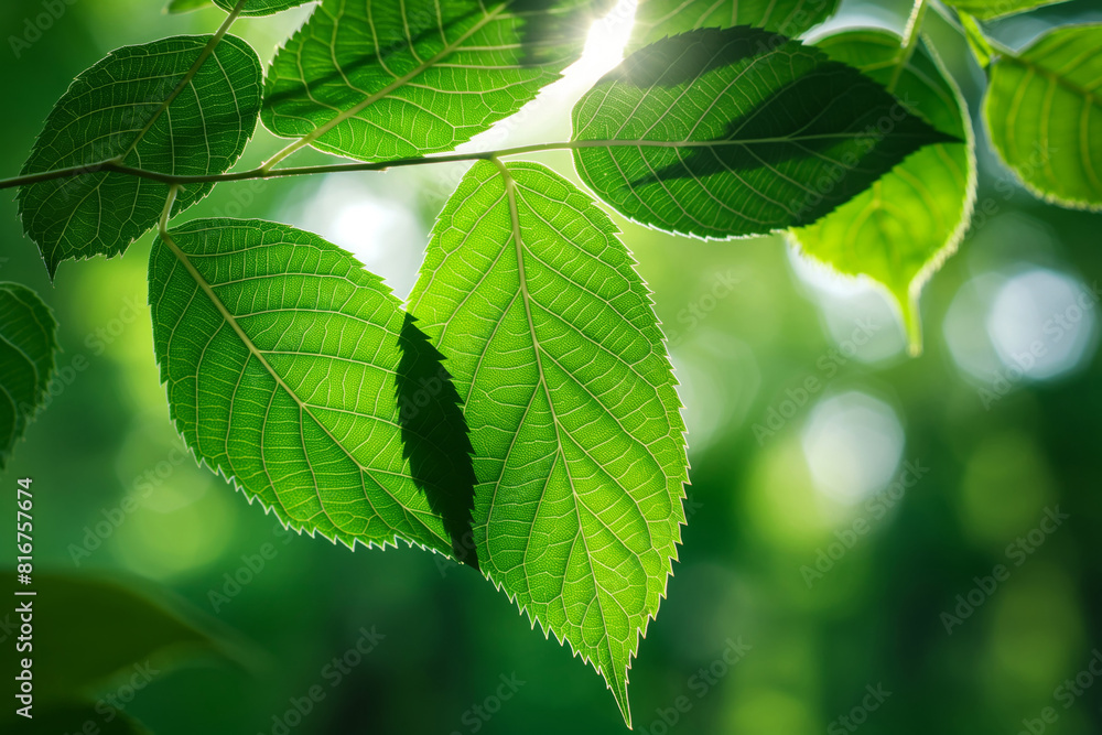 Detailed close-up of vibrant green leaf textures illuminated by sunbeam. Showcasing the intricate veins and patterns Detailed close-up of vibrant green leaf textures illuminated by sunbeam. Showcasing the intricate veins and patterns