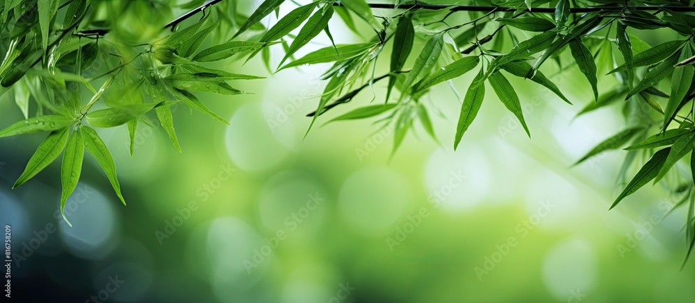 Low key bamboo leaves background The leaves are beautiful detail. copy space available Low key bamboo leaves background The leaves are beautiful detail. copy space available