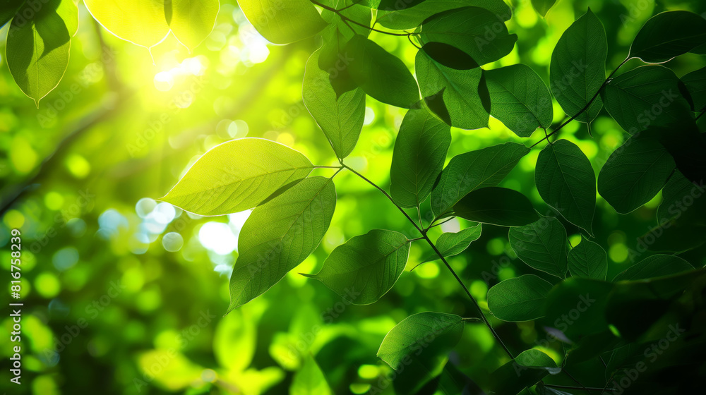 Lush green canopy of leaves illuminated by vibrant sunlight, creating a fresh and textured natural background, perfect for eco-friendly and serene outdoor environments in spring and summer Lush green canopy of leaves illuminated by vibrant sunlight, creating a fresh and textured natural background, perfect for eco-friendly and serene outdoor environments in spring and summer