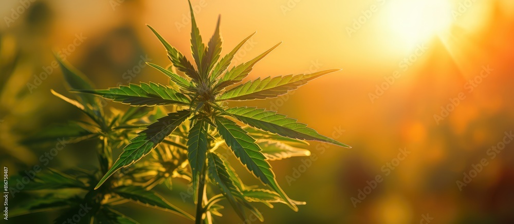 Large cannabis leaf marijuana close up on blurred background of setting sun with rays of light Copy space Concept of growing hemp Large cannabis leaf marijuana close up on blurred background of setting sun with rays of light Copy space Concept of growing hemp
