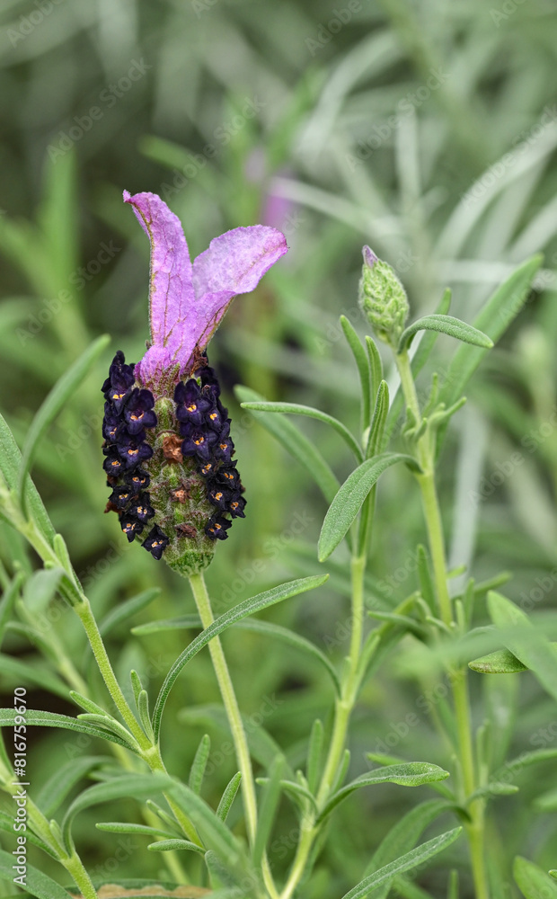 Obraz premium Beautiful close-up of lavandula stoechas