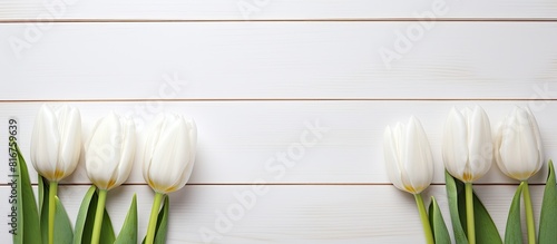 Three white tulip flowers close up on white wooden desktop with copy space Natural flowers Top view