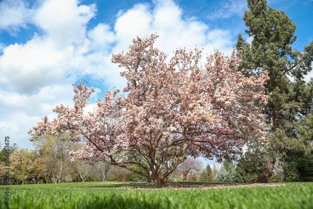 Solitary pink tree in the center of a green park field Solitary pink tree in the center of a green park field