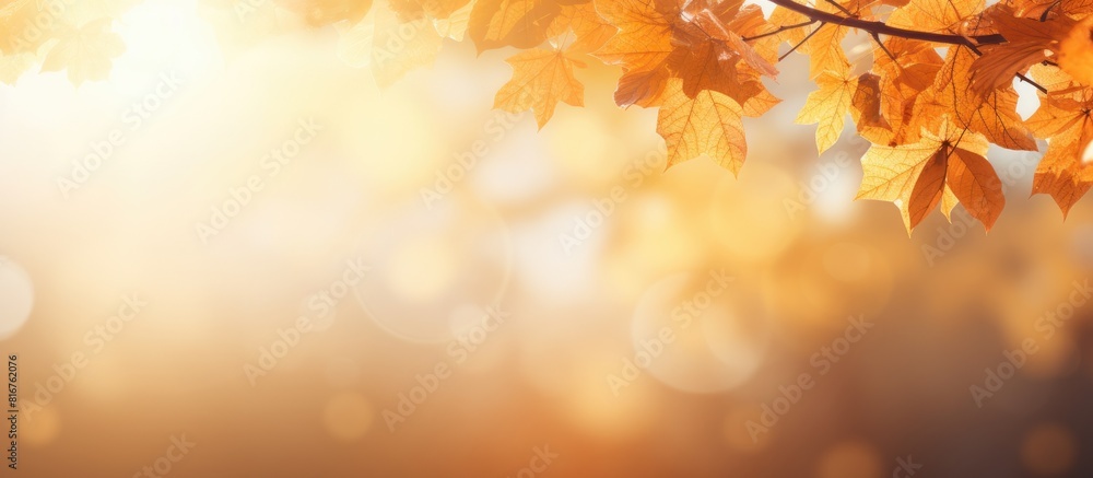 Autumn leaves on sunny background Banner with blurred background Cozy fall mood Season and weather concept light bokeh. copy space available