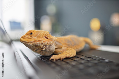 Close up of yellow pet reptile sitting on laptop keyboard with blurred background no people